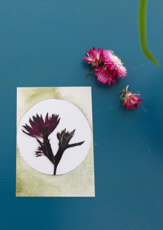 Zeeuwsknoopje geperste droogbloemen handgemaakte wenskaart